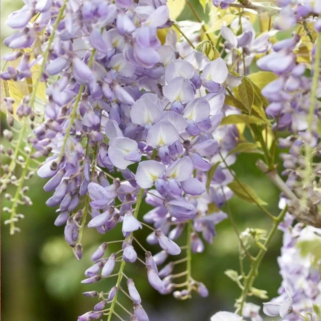 Roots Plants Wisteria 'Lavender Lace' | On A 90cm Cane In A 3L Pot 3 Roots Plants Wisteria 'Lavender Lace' | On A 90cm Cane In A 3L Pot