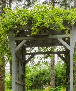 Roots Plants Other Climbing Plants Ornamental Kiwi | Actinidia Kolomikta