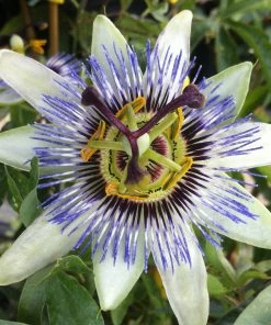 Roots Plants Other Climbing Plants White Passion Flower | Passiflora 'White Lighting'