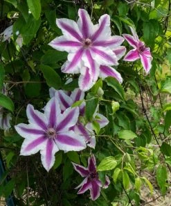 Roots Plants Clematis 'Carnaby' | On A 90cm Cane In A 3L Pot 10 Roots Plants Clematis 'Carnaby' | On A 90cm Cane In A 3L Pot