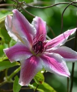 Roots Plants Clematis 'Carnaby' | On A 90cm Cane In A 3L Pot