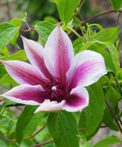 Roots Plants Clematis 'Carnaby' | On A 90cm Cane In A 3L Pot 9 Roots Plants Clematis 'Carnaby' | On A 90cm Cane In A 3L Pot