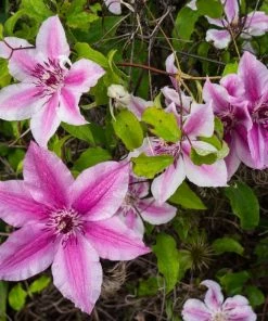 Roots Plants Clematis 'Carnaby' | On A 90cm Cane In A 3L Pot