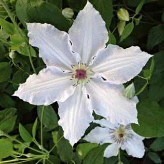 Roots Plants Clematis 'Pat Coleman' | On A 90cm Cane In A 3L Pot 3 Roots Plants Clematis 'Pat Coleman' | On A 90cm Cane In A 3L Pot