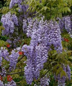 Roots Plants Wisteria Sinensis 'Caroline' | On A 90cm Cane In A 3L Pot