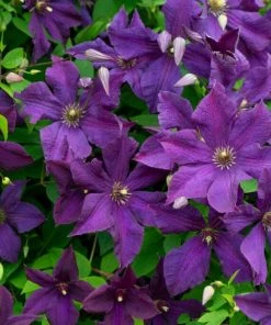 Roots Plants Clematis Viticella'Polish Spirit' | On A 90cm Cane In A 3L Pot