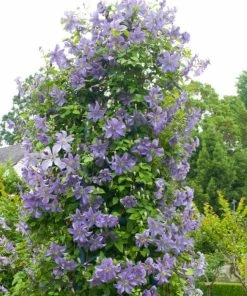 Roots Plants Clematis 'Prince Charles' | On A 90cm Cane In A 3L Pot