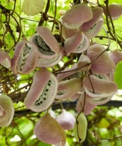 Roots Plants Chocolate Vine | Akebia Quinata | On A 90cm Cane In A 3L Pot
