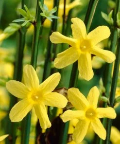 Roots Plants Winter Jasmine | Jasminum Nudiflorum | On A 90cm Cane In A 3L Pot 8 Roots Plants Winter Jasmine | Jasminum Nudiflorum | On A 90cm Cane In A 3L Pot