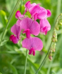 Roots Plants Other Climbing Plants Everlasting Sweet Pea -Lathyrus Latifolius Red | On A 90cm Cane In A 3L Pot