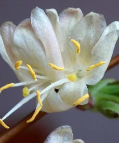 Roots Plants All Climbing Plants Sweetest Winter Honeysuckle | Lonicera Fragrantissima | On A 90cm Cane In A 3L Pot
