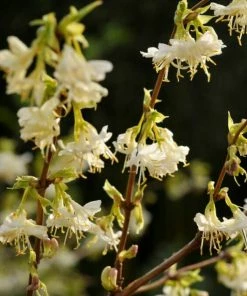 Roots Plants All Climbing Plants Sweetest Winter Honeysuckle | Lonicera Fragrantissima | On A 90cm Cane In A 3L Pot