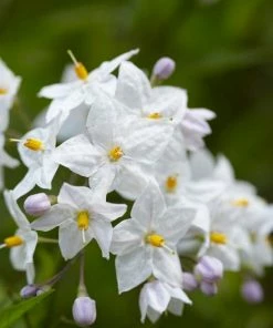 Roots Plants Solanum Jasminoides 'Album Variegatum' | On A 90cm Cane In A 3L Pot