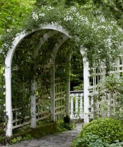Roots Plants Solanum Jasminoides 'Album Variegatum' | On A 90cm Cane In A 3L Pot 8 Roots Plants Solanum Jasminoides 'Album Variegatum' | On A 90cm Cane In A 3L Pot