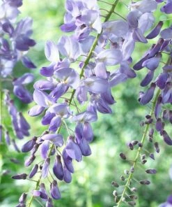Roots Plants Wisteria Sinensis 'Blue Sapphire' | On A 90cm Cane In A 3L Pot