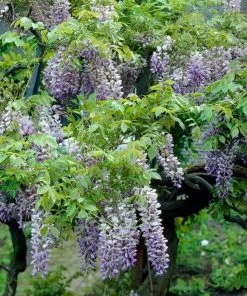 Roots Plants Wisteria Sinensis 'Blue Sapphire' | On A 90cm Cane In A 3L Pot