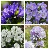 Roots Plants Campanula Collection Perennials 2 Roots Plants Campanula Collection Perennials