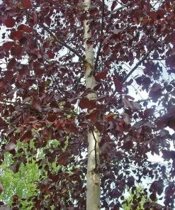 Roots Plants Crimson Frost' Silver Birch Tree