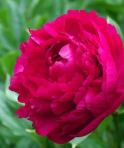 Roots Plants Peony 'Felix Crousse' | 3L Pot