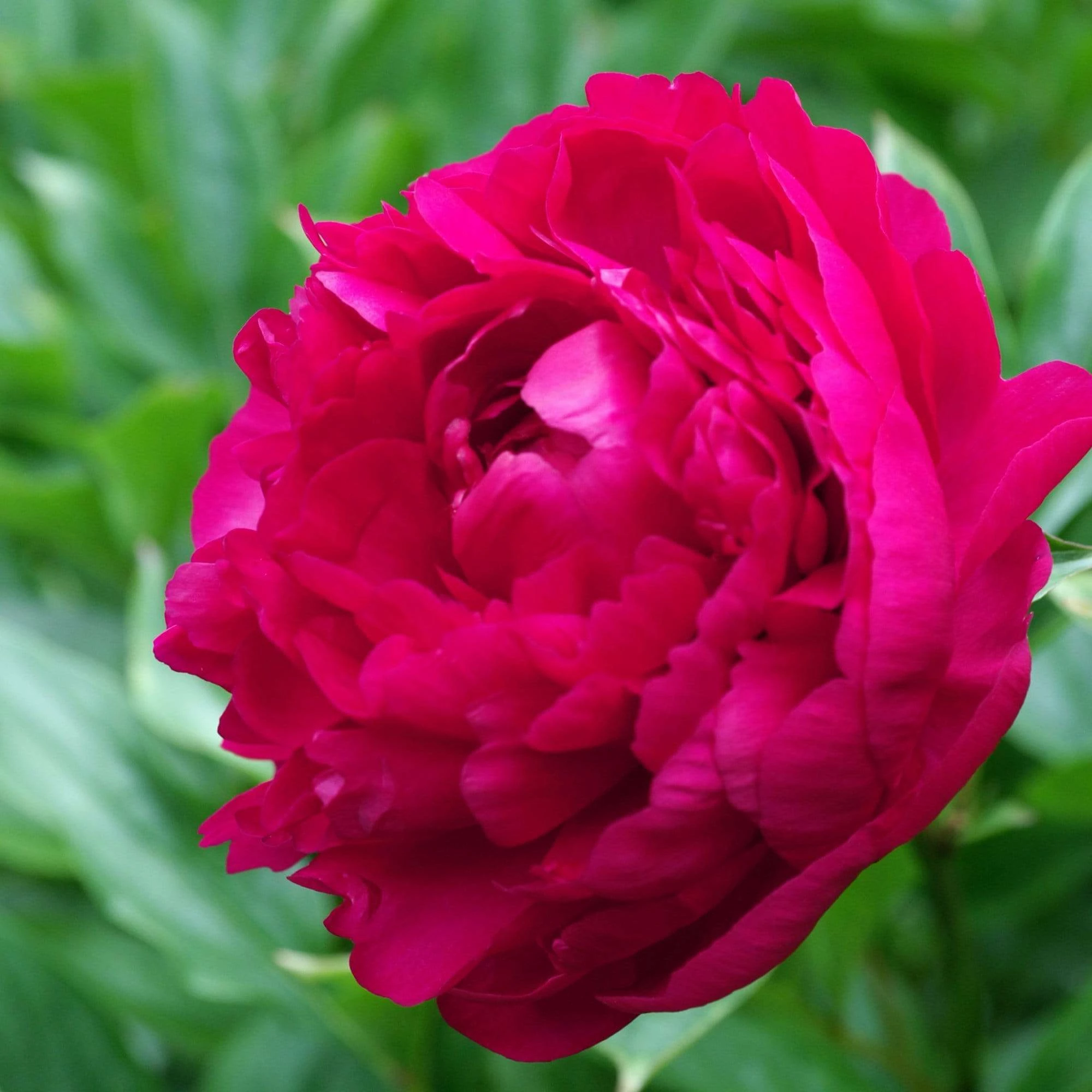 Roots Plants Peony 'Felix Crousse' | 3L Pot 3 Roots Plants Peony 'Felix Crousse' | 3L Pot