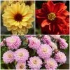 Roots Plants 6 Dahlia Temptation Collection 1L Pot Dahlias