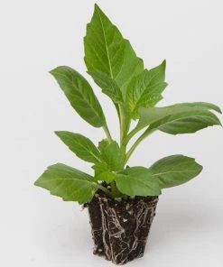 Roots Plants Dahlia Dalina Maxi 'Salinas' Jumbo Plug Plants