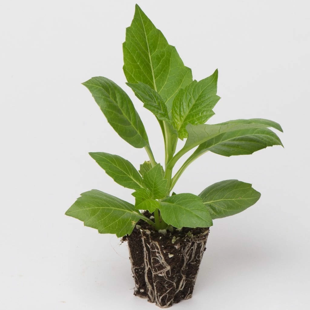 Roots Plants Dahlia 'Happy Days Pink' Jumbo Plug Plants 6 Roots Plants Dahlia 'Happy Days Pink' Jumbo Plug Plants