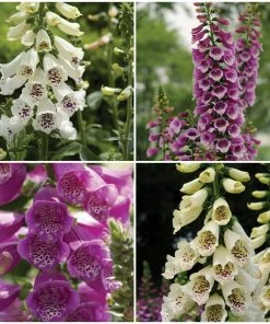 Roots Plants Perennials Digitalis 'Dalmatian Mixed'