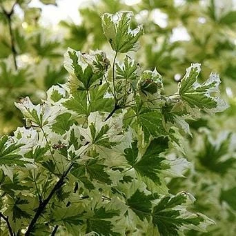 Roots Plants Variegated Norway Maple Tree | Acer Platanoides 'Drummondii' Trees & Shrubs 4 Roots Plants Variegated Norway Maple Tree | Acer Platanoides 'Drummondii' Trees & Shrubs