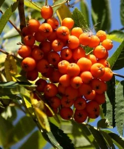 Roots Plants Trees & Shrubs Scarlet Japanese Rowan Tree | Sorbus Commixta 'Embley'