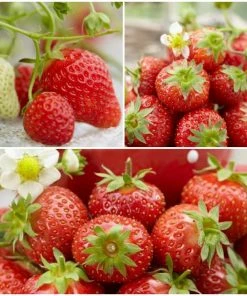 Roots Plants All Season Strawberry Plants Collection | 3x 10cm Pots Fruits