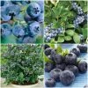 Roots Plants All Season Blueberry Plants Collection | 3x 10cm Pots