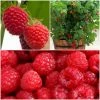 Roots Plants All Season Raspberry Plants Collection | 3x 3L Pots Fruits 2 Roots Plants All Season Raspberry Plants Collection | 3x 3L Pots Fruits