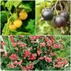 Roots Plants Unusual Berry Collection | 3x 3L Pots Fruits