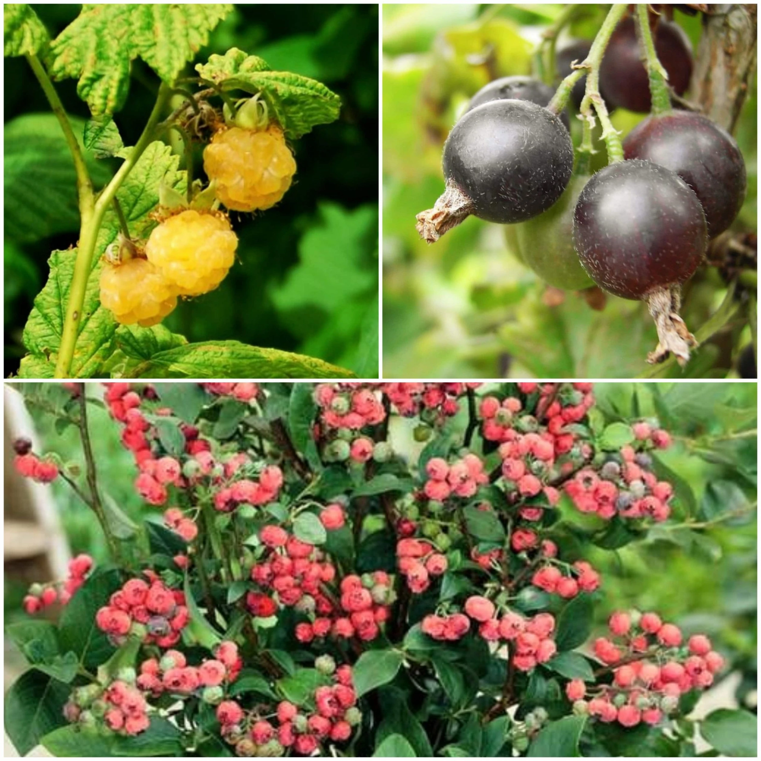 Roots Plants Unusual Berry Collection | 3x 3L Pots Fruits 3 Roots Plants Unusual Berry Collection | 3x 3L Pots Fruits