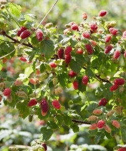 Roots Plants Buckingham Thornless Tayberry Plants Fruits