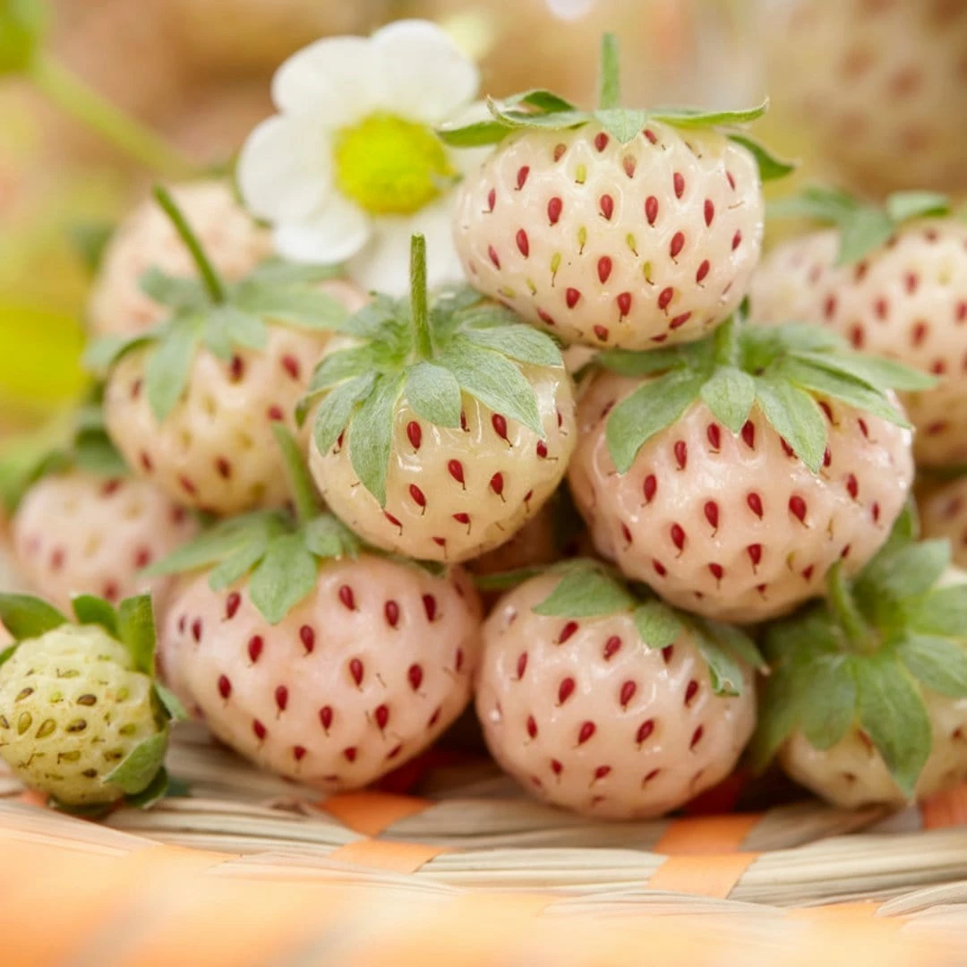 Roots Plants Pineberry Strawberry Plants Fruits 4 Roots Plants Pineberry Strawberry Plants Fruits