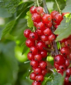 Roots Plants Red Lake' Redcurrant Bush Fruits