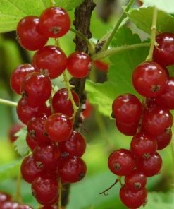 Roots Plants Rovada Redcurrant Bush Fruits