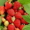 Roots Plants Tulameen Raspberry Plants Fruits