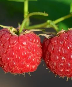 Roots Plants Malling Leo Raspberry Plants