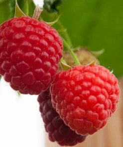 Roots Plants Fruits Malling Admiral Raspberry Plants