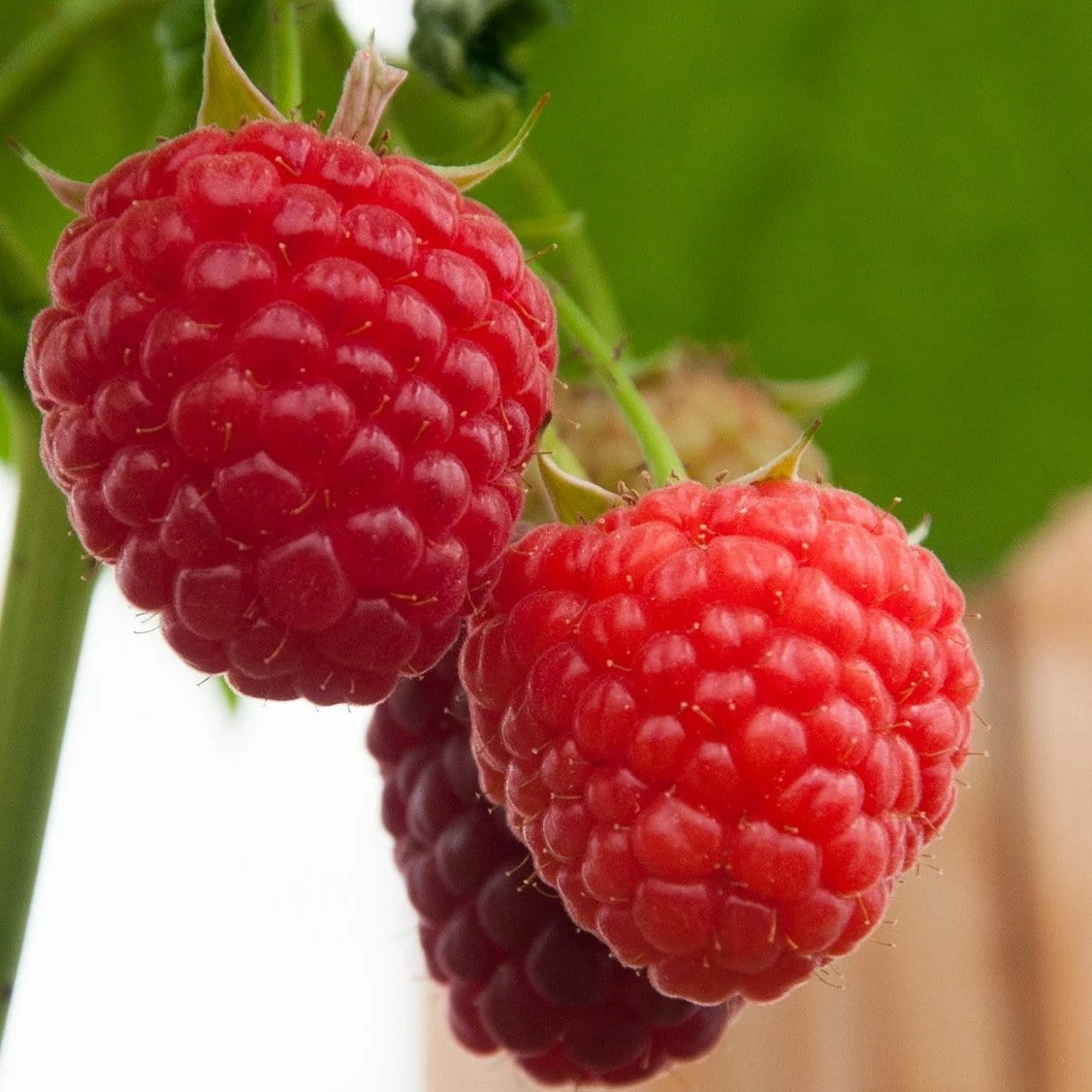 Roots Plants Fruits Malling Admiral Raspberry Plants 3 Roots Plants Fruits Malling Admiral Raspberry Plants