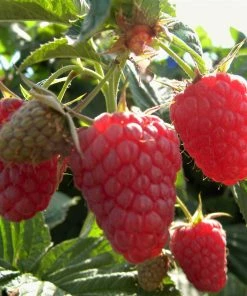 Roots Plants Joan J Raspberry Plants Fruits