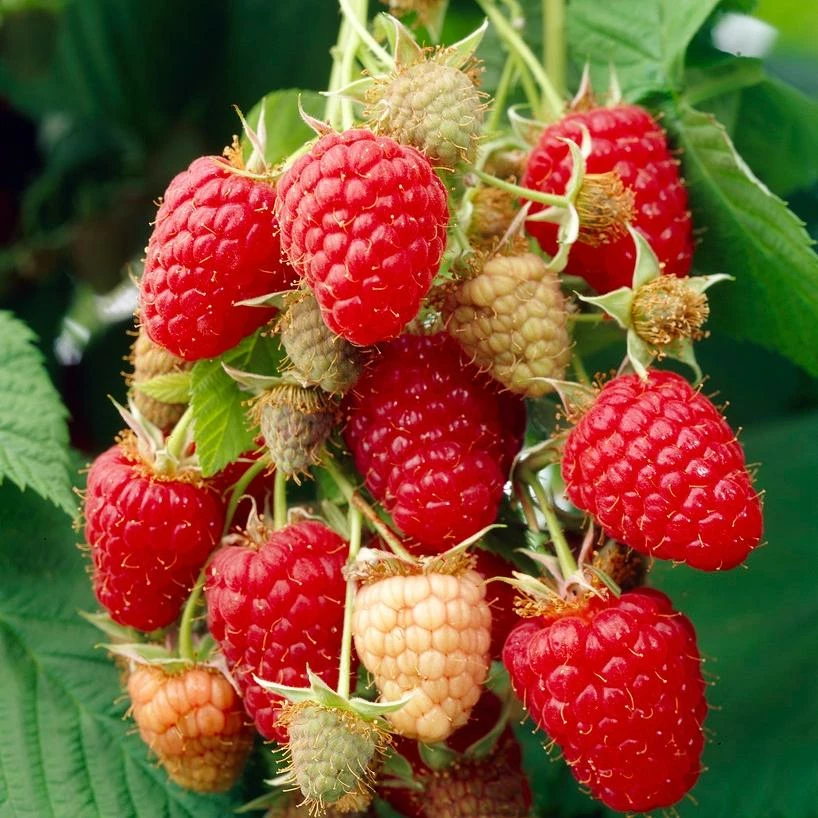 Roots Plants Fruits Glen Prosen Raspberry Plants 3 Roots Plants Fruits Glen Prosen Raspberry Plants