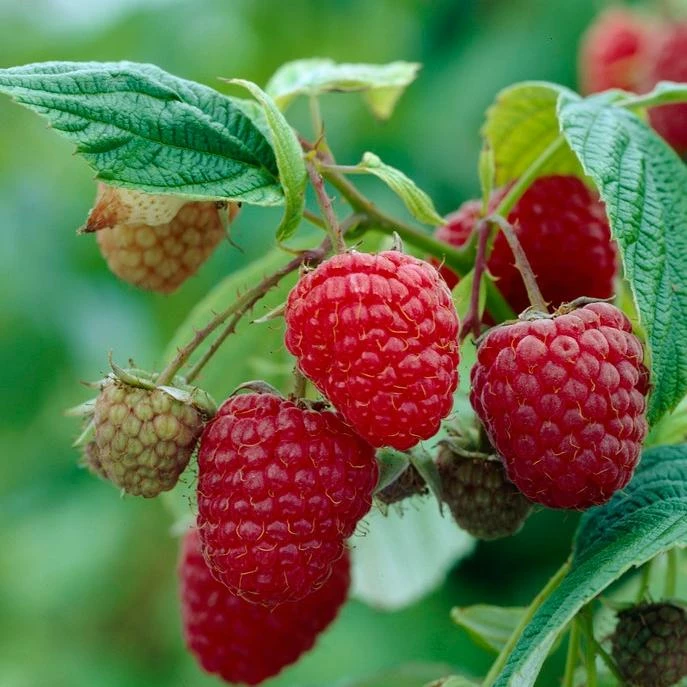 Roots Plants Fruits Glen Prosen Raspberry Plants 4 Roots Plants Fruits Glen Prosen Raspberry Plants