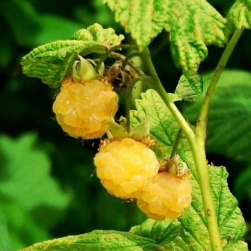 Roots Plants All Gold Raspberry Plants 5 Roots Plants All Gold Raspberry Plants