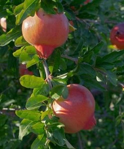 Roots Plants Pomegranate Bush
