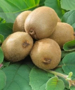 Roots Plants Jenny Hardy Kiwi Plant Fruits