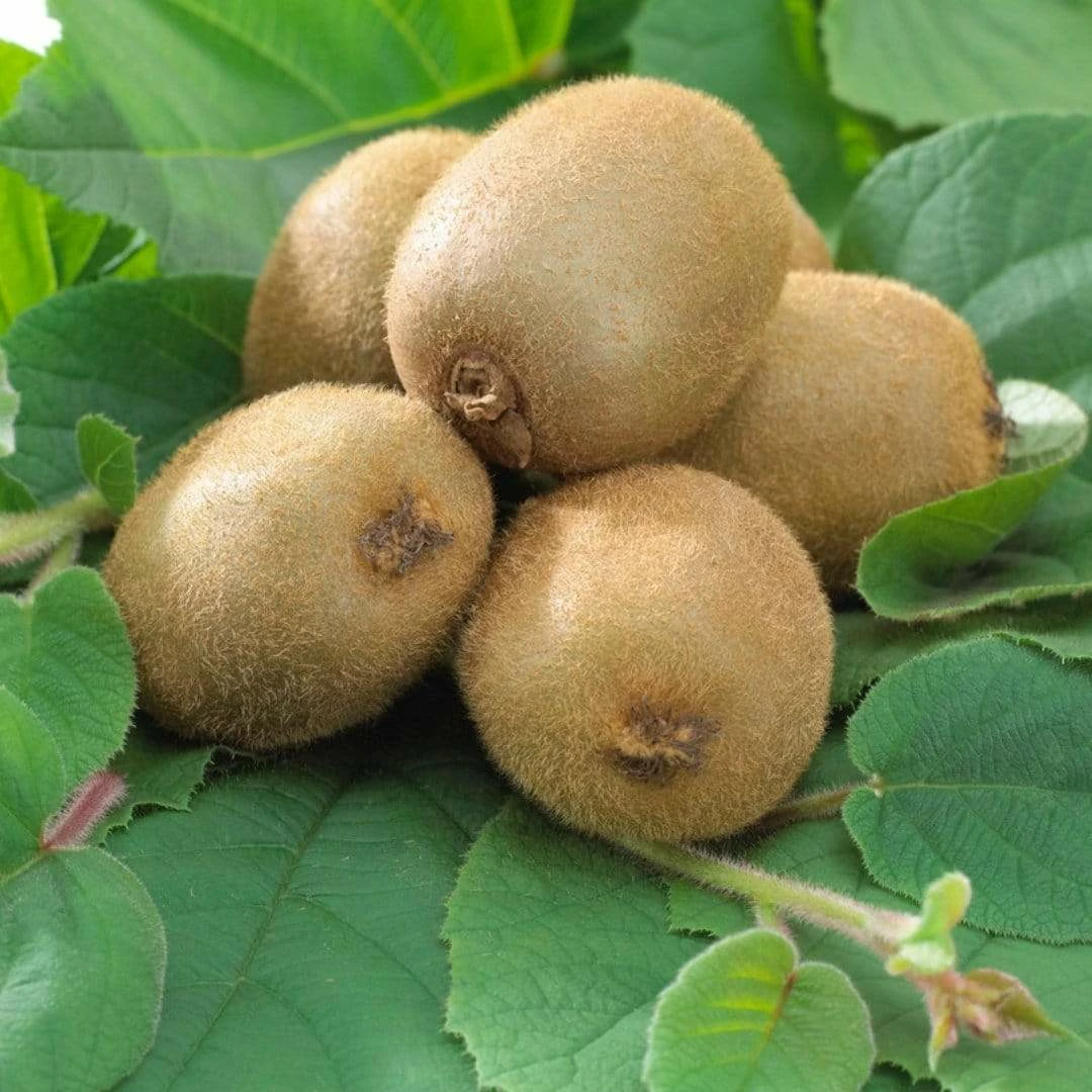 Roots Plants Jenny Hardy Kiwi Plant Fruits 4 Roots Plants Jenny Hardy Kiwi Plant Fruits